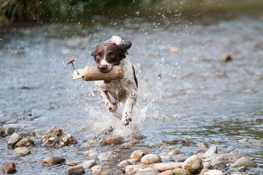 How to keep your dog from escaping