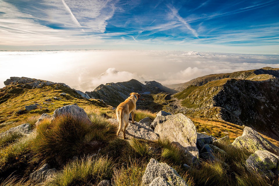 5 commands you can teach your dog