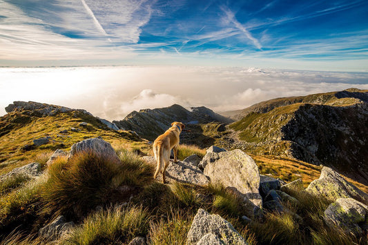 5 commands you can teach your dog