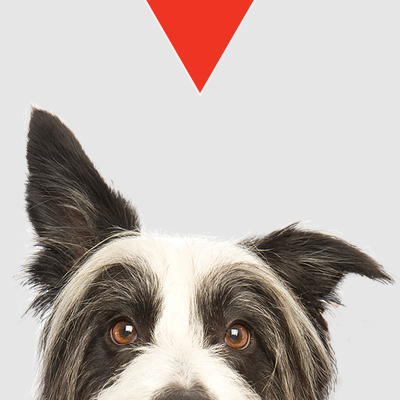 KONG Space Saving Double Door Pet Crate Happy Paws